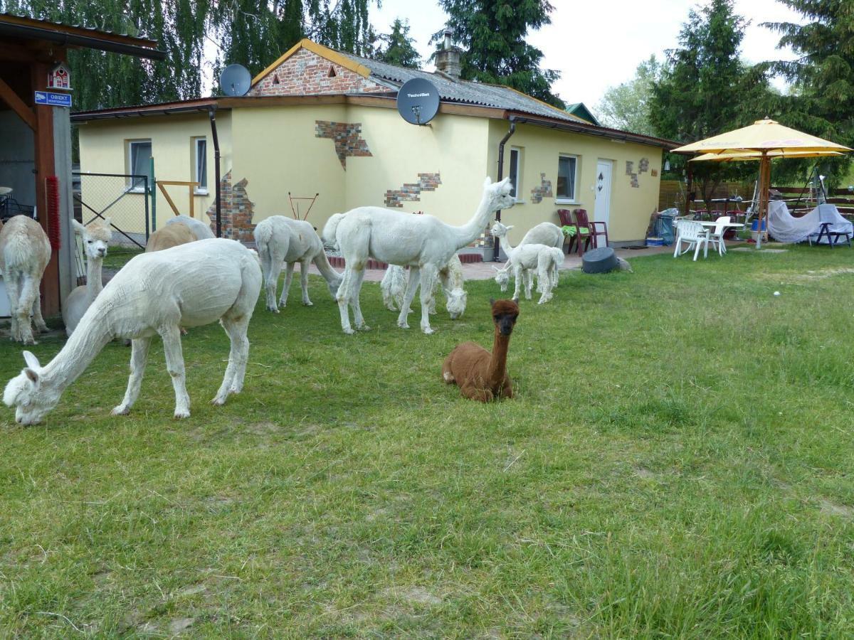 Vila Alpaka-Ranczo Aff Puławy Exteriér fotografie